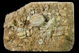 Fossil Blastoid (Cryptoblastus) - Missouri #135581-1